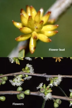 Skinny Minny Hardy Eucalyptus Tree (Eucalyptus Moorei) - 3 Quart Pot -Lawn Starter Shop Eucalyptus Skinny Minny 1 1