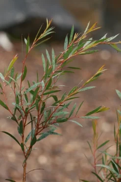 Skinny Minny Hardy Eucalyptus Tree (Eucalyptus Moorei) - 1 Gallon Pot -Lawn Starter Shop Eucalyptus Skinny Minny 2 5