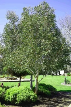 Snow Day Cold Hardy Eucalyptus Tree (Eucalyptus Gregsoniana) - 1 Gallon Pot 9 Snow Day Cold Hardy Eucalyptus Tree (Eucalyptus Gregsoniana) - 1 Gallon Pot -Lawn Starter Shop Eucalyptus Snow Day 2 2