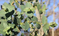 Cab Sav Cold Hardy Eucalyptus Tree (Eucalyptus Rubida) - 1 Gallon Pot 8 Cab Sav Cold Hardy Eucalyptus Tree (Eucalyptus Rubida) - 1 Gallon Pot -Lawn Starter Shop Eucalyptus Tree Cab Sav Rubida 1