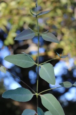 Grace Cold Hardy Eucalyptus Tree (Eucalyptus Elliptica) - 2 Gallon Pot -Lawn Starter Shop Eucalytptus Grace BS 4