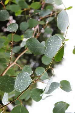 Lucky Country Cold Hardy Eucalyptus Tree (Eucalyptus Camphora) - 5 Gallon Pot -Lawn Starter Shop Eucalytptus Lucky Country BS