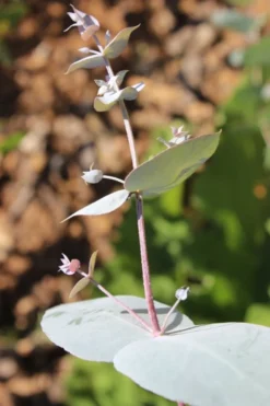 Maggie Cold Hardy Eucalyptus Tree (Eucalyptus Nova Anglica) - Quart Pot 9 Maggie Cold Hardy Eucalyptus Tree (Eucalyptus Nova Anglica) - Quart Pot -Lawn Starter Shop Eusalyptus Maggie 1 500x750 1
