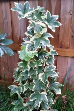 Angyo Star Fatshedera 1 Gallon Pot -Lawn Starter Shop Fatshedera Angyo Star 3