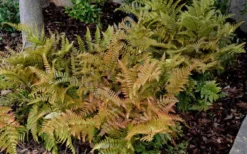 Autumn Fern (Dryopteris Erythrosora) - 5 Pack Of Quart Pots -Lawn Starter Shop Fern Autumn 2