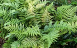 Autumn Fern (Dryopteris Erythrosora) - 5 Pack Of Quart Pots -Lawn Starter Shop Fern Autumn Summer
