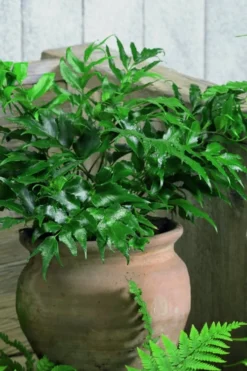 Japanese Holly Fern - Cyrtomium Falcatum 'Rochfordianum' - 2.5 Quart Pot -Lawn Starter Shop Fern Japanese Holly 8