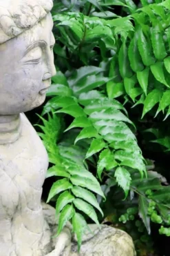 Japanese Holly Fern - Cyrtomium Falcatum 'Rochfordianum' - 2.5 Quart Pot -Lawn Starter Shop Fern Japanese Holly 9