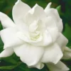 August Beauty Gardenia - 3 Gallon Pot