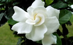 August Beauty Gardenia - 3 Gallon Pot -Lawn Starter Shop Gardenia August Beauty Flower Closeup 3
