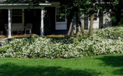 Radicans Creeping Dwarf Gardenia - 1 Gallon Pot -Lawn Starter Shop Gardenia Creeping 20 1
