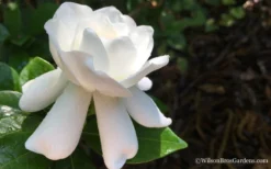 Crown Jewel Gardenia - 1 Gallon Pot -Lawn Starter Shop Gardenia Crown Jewel 4