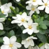 Hardy Fragrant Daisy Gardenia Bush - 1 Gallon Pot