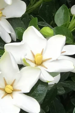 Hardy Fragrant Daisy Gardenia Bush - 6 Pack Of 1 Gallon Pots -Lawn Starter Shop Gardenia Daisy 21 1