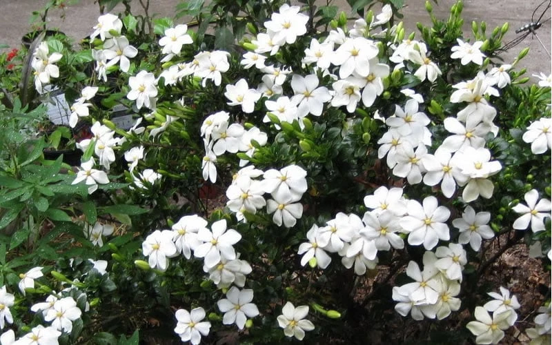 Hardy Fragrant Daisy Gardenia Bush - 3 Gallon Pot 5 Hardy Fragrant Daisy Gardenia Bush - 3 Gallon Pot - Image 5