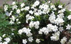Hardy Fragrant Daisy Gardenia Bush - 2.5 Quart Pot -Lawn Starter Shop Gardenia Daisy Blooms 2 3