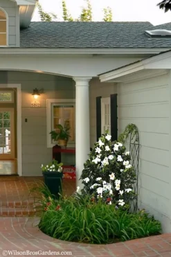 Diamond Spire Gardenia - 2 Gallon Pot -Lawn Starter Shop Gardenia Diamond Spire 5