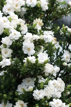 Double Mint Gardenia - 6 Pack Of 1 Gallon Pots -Lawn Starter Shop Gardenia Double Mint 2