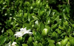 Double Mint Gardenia - 2 Gallon Pot -Lawn Starter Shop Gardenia Double Mint 7 3