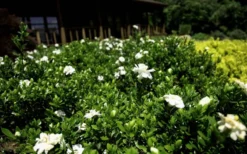 Double Mint Gardenia - 2 Gallon Pot -Lawn Starter Shop Gardenia Double Mint 8 3