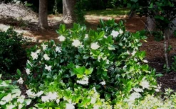 Fall In Love Cold Hardy Gardenia - 1 Gallon Pot -Lawn Starter Shop Gardenia Fallin In Love Shrub