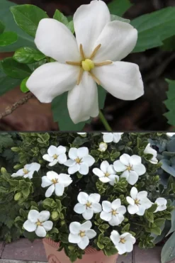 Hardy Fragrant Daisy Gardenia Bush - 1 Gallon Pot -Lawn Starter Shop Gardenia Hardy Daisy 500x750 1