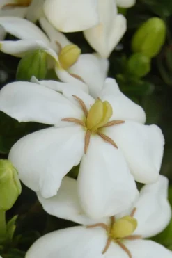 Heaven Scent Gardenia - 2 Gallon Pot