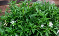 Radicans Creeping Dwarf Gardenia - 1 Gallon Pot -Lawn Starter Shop Gardenia Radicans 53 1