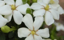 ScentAmazing Gardenia - 1 Gallon Pot -Lawn Starter Shop Gardenia Scentamazing 20