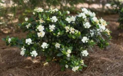 Sweet Tea Gardenia - 3 Gallon Pot -Lawn Starter Shop Gardenia Sweet Tea 5