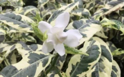 Variegated August Beauty Gardenia - 1 Gallon Pot 8 Variegated August Beauty Gardenia - 1 Gallon Pot -Lawn Starter Shop Gardenia Variegated 1 2