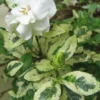 Variegated August Beauty Gardenia - 1 Gallon Pot