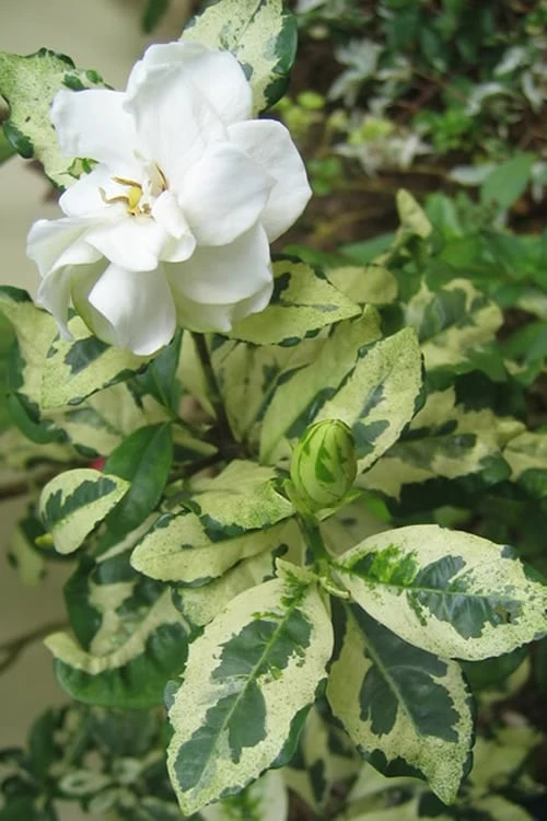 Variegated August Beauty Gardenia - 1 Gallon Pot 1 Variegated August Beauty Gardenia - 1 Gallon Pot