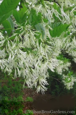 Grancy Graybeard - White Fringe Tree - 1 Gallon Pot -Lawn Starter Shop Grancy Graybeard Tree 30