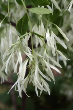 Grancy Graybeard - White Fringe Tree - 7 Gallon Pot (2-3') -Lawn Starter Shop Grancy Graybeard Tree 32 2