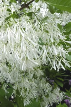 Grancy Graybeard - White Fringe Tree - 1 Gallon Pot