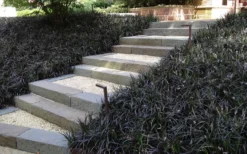 Black Mondo Grass (Ophiopogon Planiscapus 'Nigrescens') - 6 Pack Of Pint Pots -Lawn Starter Shop Grass Mondo Black