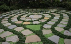 Kyoto Super Dwarf Mondo Grass - 3 Pack Of Pint Pots -Lawn Starter Shop Grass Mondo Super Dwarf 2