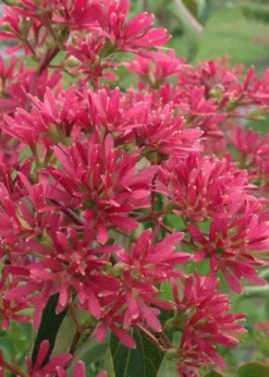 Temple Of Bloom Seven-son Flower (Heptacodium Miconioides) - 1 Gallon Pot