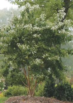 Temple Of Bloom Seven-son Flower (Heptacodium Miconioides) - 1 Gallon Pot -Lawn Starter Shop Heptacodium Temple Of Bloom 3