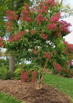 Temple Of Bloom Seven-son Flower (Heptacodium Miconioides) - 1 Gallon Pot -Lawn Starter Shop Heptacodium Temple Of Bloom 8
