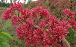 Temple Of Bloom Seven-son Flower (Heptacodium Miconioides) - 1 Gallon Pot -Lawn Starter Shop Heptacodium Temple of Bloom 2