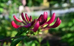 Peaches & Cream Fragrant Honeysuckle - Lonicera Periclymenum - 5 Gallon Pot -Lawn Starter Shop Honeysuckle Peaches And Cream 10 1