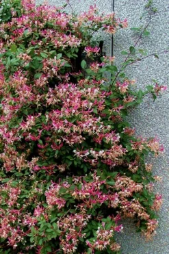 Peaches & Cream Fragrant Honeysuckle - Lonicera Periclymenum - 5 Gallon Pot -Lawn Starter Shop Honeysuckle Peaches And Cream 12 1