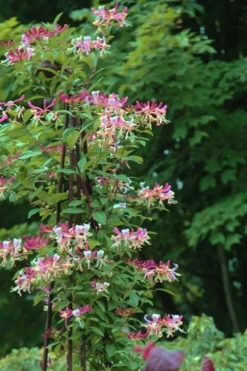 Peaches & Cream Fragrant Honeysuckle - Lonicera Periclymenum - 5 Gallon Pot -Lawn Starter Shop Honeysuckle Peaches And Cream 13 1
