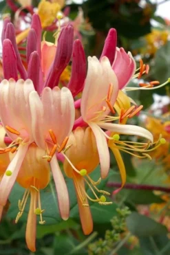 Peaches & Cream Fragrant Honeysuckle - Lonicera Periclymenum - 2 Gallon Pot