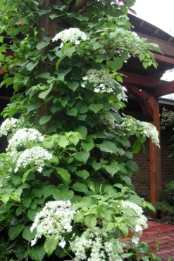 Climbing Hydrangea 'Petiolaris' - 1 Gallon Pot -Lawn Starter Shop Hydrangea Climbing Petiolaris 10 1