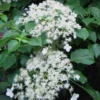Climbing Hydrangea 'Petiolaris' - 1 Gallon Pot