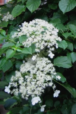 Climbing Hydrangea 'Petiolaris' - 5 Gallon Pot -Lawn Starter Shop Hydrangea Climbing Petiolaris 11