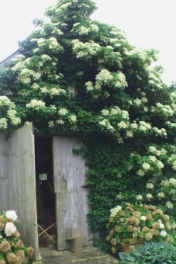 Climbing Hydrangea 'Petiolaris' - 1 Gallon Pot -Lawn Starter Shop Hydrangea Climbing Petiolaris 15 1